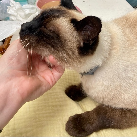 Meet your Posher, Laura - Picture 5 of 8